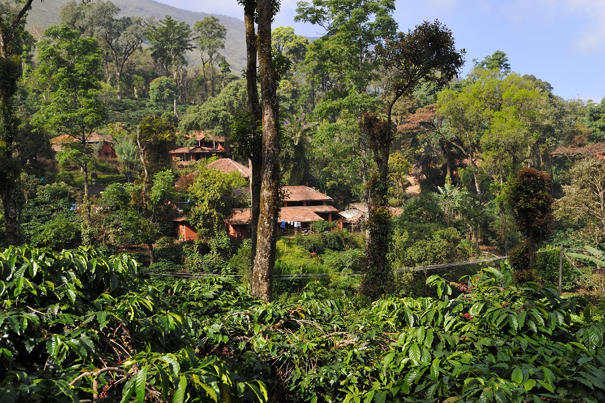 Baba Budan and the seven wonder seeds 1 by Jochen er